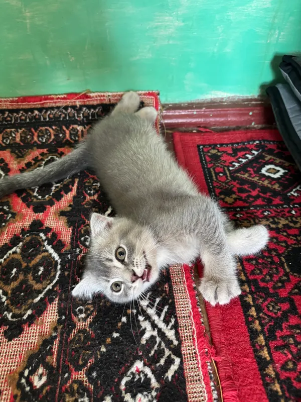 Котенок SCOTTISH FOLD 4 Котенок SCOTTISH FOLD 4