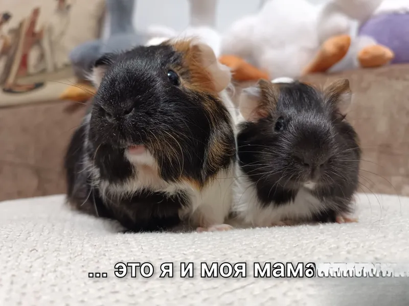 Продается морская свинка 5 Продается морская свинка 5
