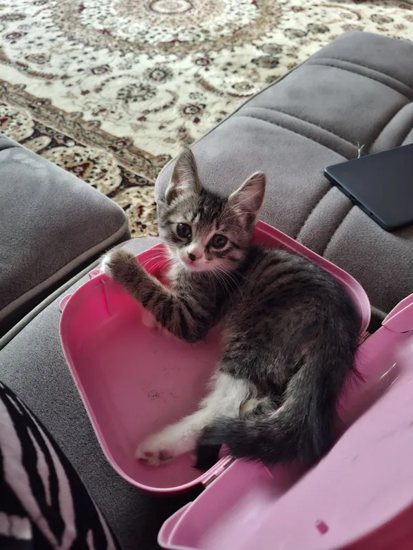 Отдам даром котёнка