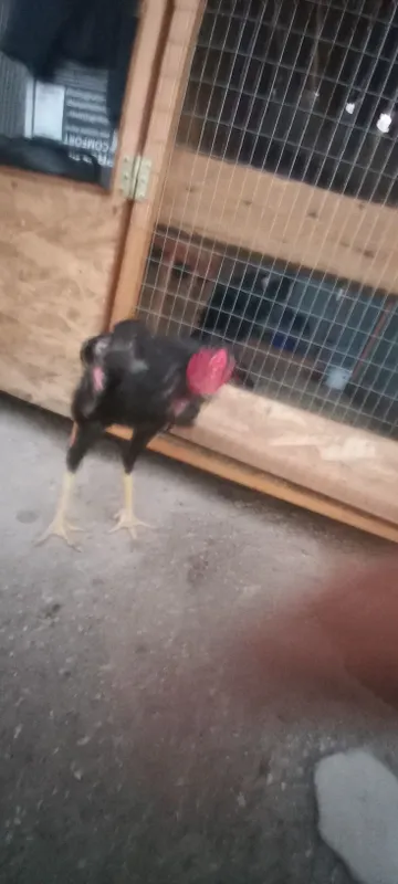 7oyli joja xoroz 4