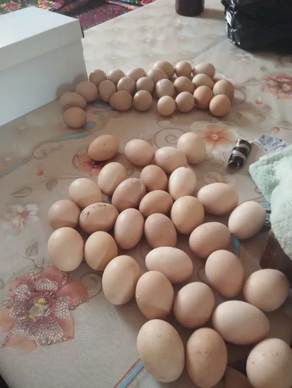 яйца цесарки подходят для выведения цыплят.