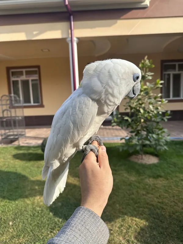 Какаду Голубо Глазый (Blue eyes cockatoo) 5 ойлик куш донга тушкан. — фото 5