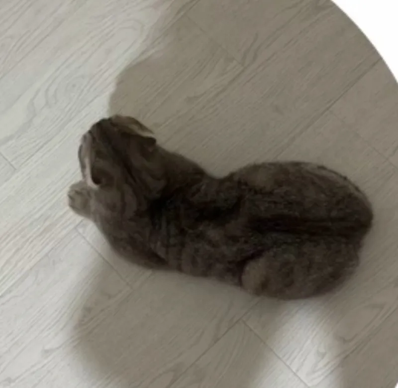 Кошка British shorthair 1