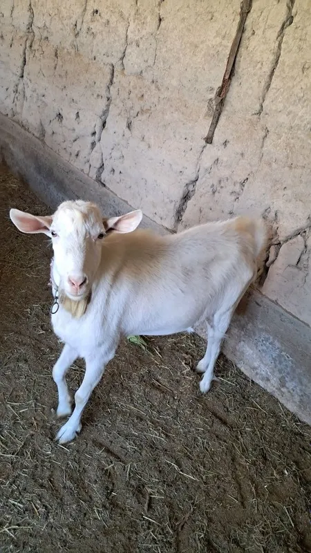 Zanen echki taka 1