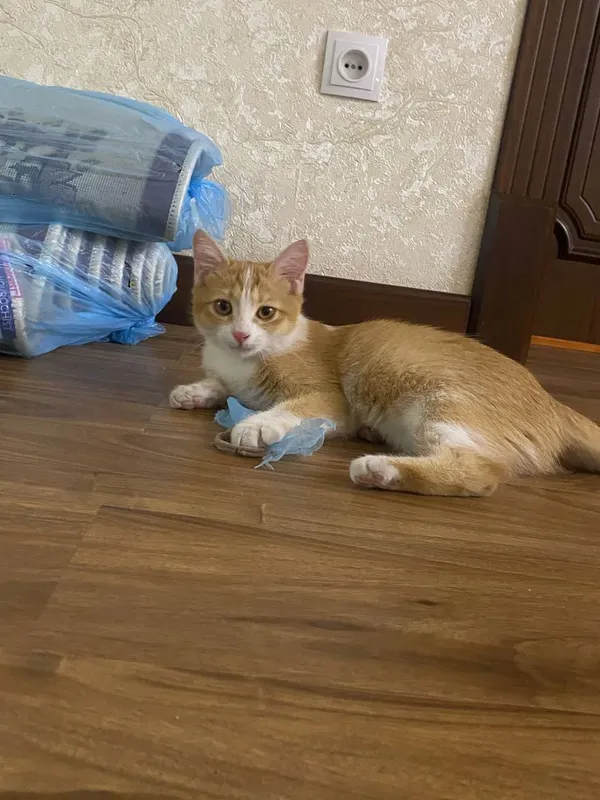 Mushukchani mehribon qo‘llarga beraman 1 Mushukchani mehribon qo‘llarga beraman 1
