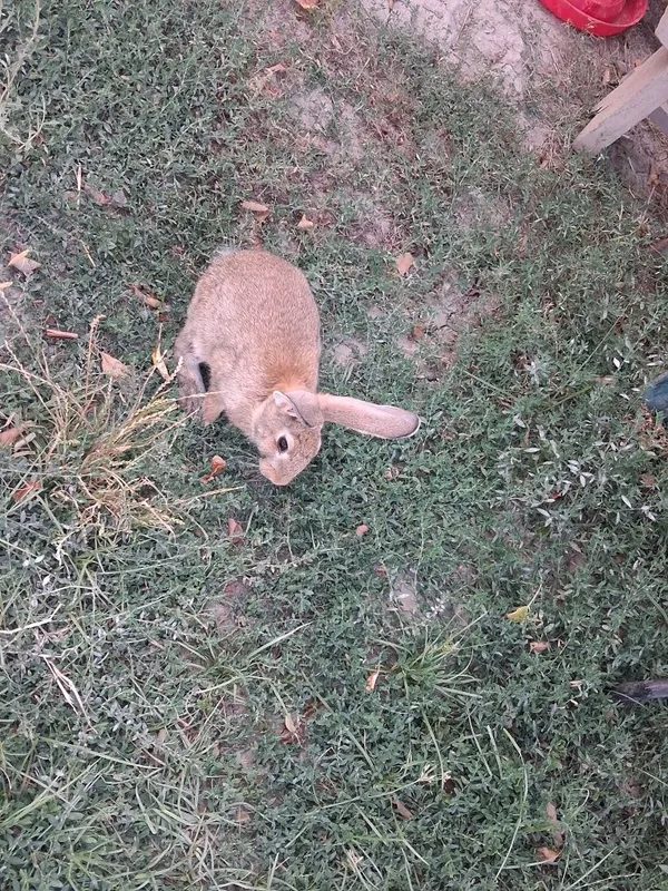 Quyon sotiladi velikan 4 Quyon sotiladi velikan 4