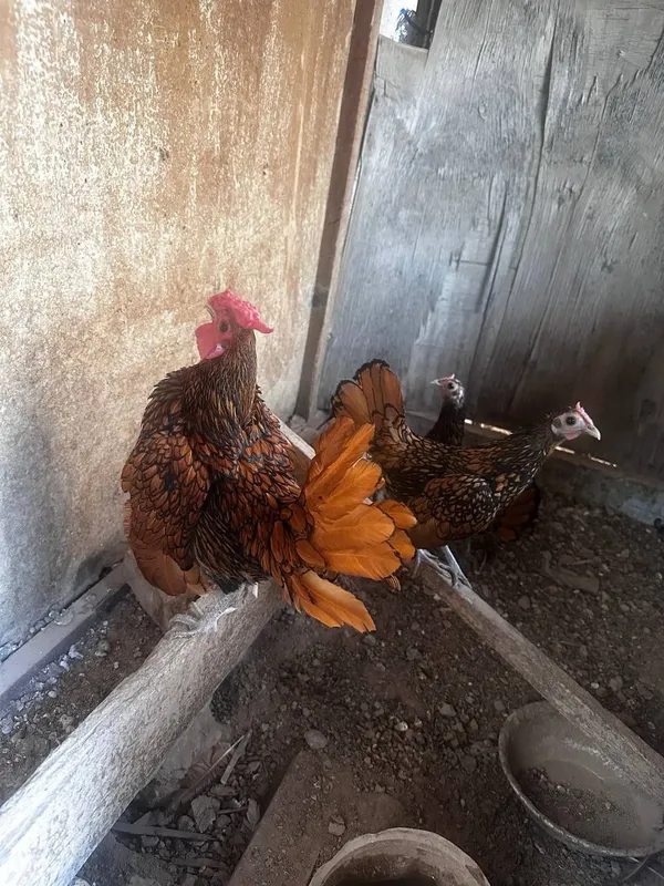 Siberayt sotiladi 2)1 bir yosh iktasi 6 oyli 1