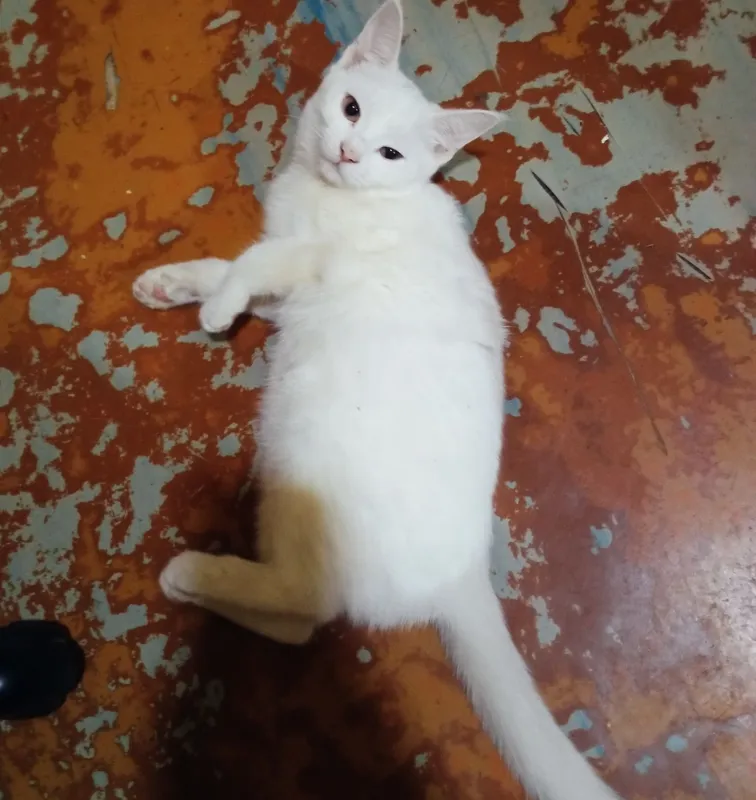 Котята наполовину вислоушки 1 Котята наполовину вислоушки 1