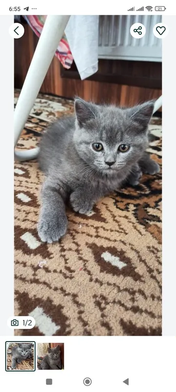 Продам скоттиш страйтов — фото 1