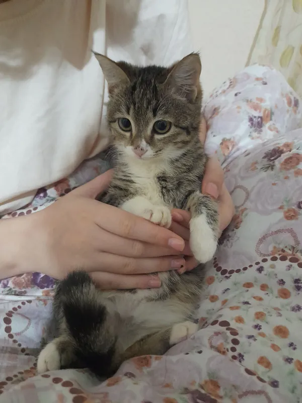 Отдаём даром в хорошие и добрые руки котята очень послушный — фото 3
