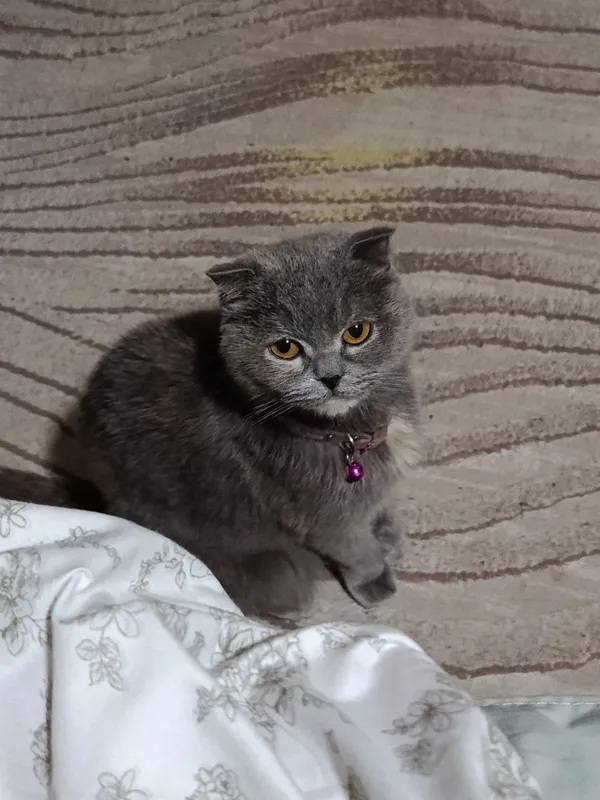 Скоттиш-фолд, 1 год, девочка, знает лоток, 100 долларов 5