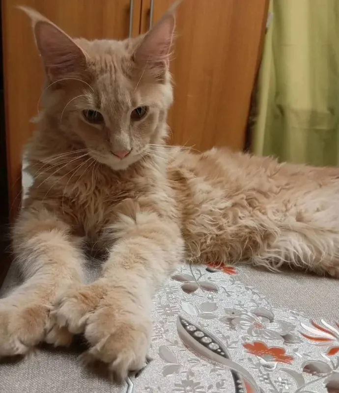 Готовы к брони котята мейнкуна 2