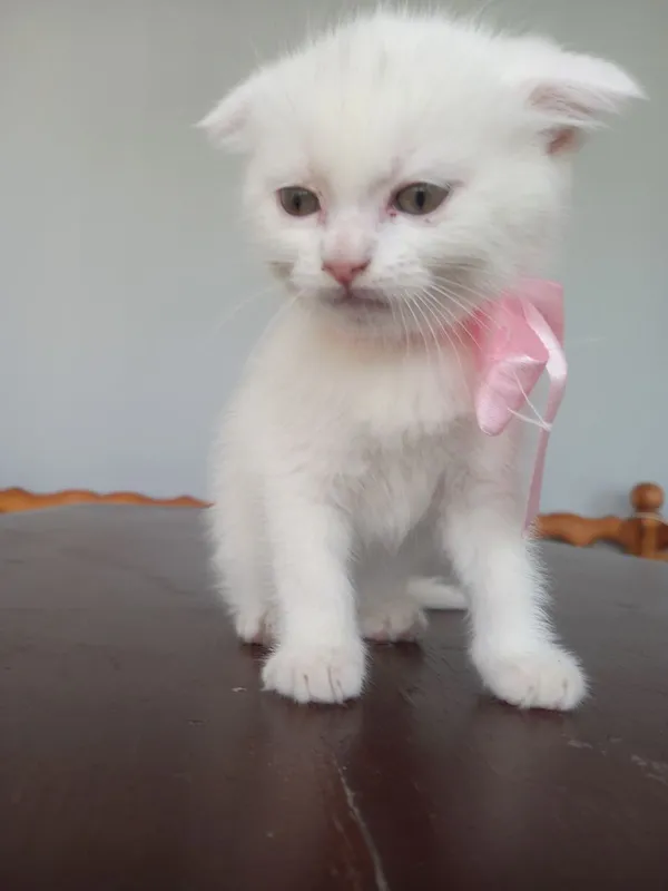 Продаётся котёнок скоттиш фолд — фото 2