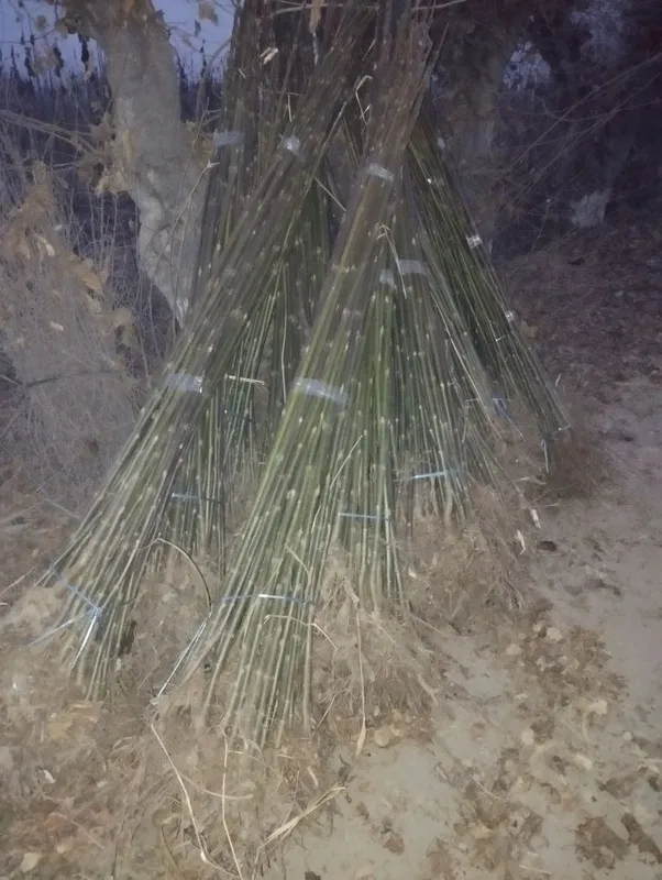 Павлония ку́чатлари у́птим нархларда чекланмаган микдорда 2 Павлония ку́чатлари у́птим нархларда чекланмаган микдорда 2