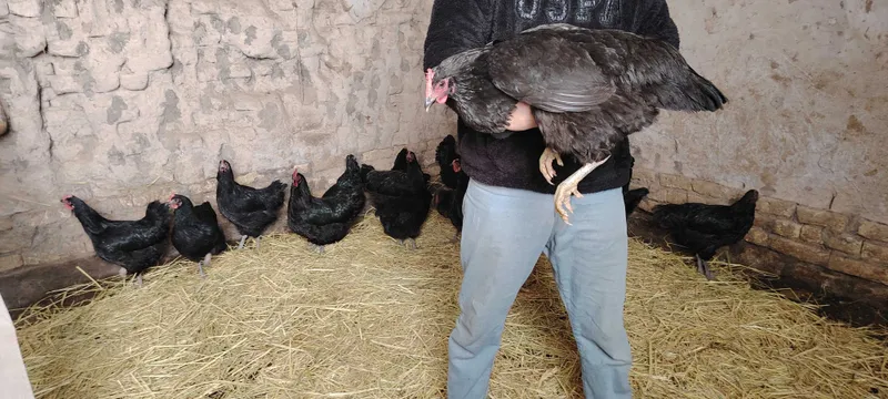 Gigan qora shaxzoda tuxumlari, jojalari sotiladi. Urganchda — фото 6