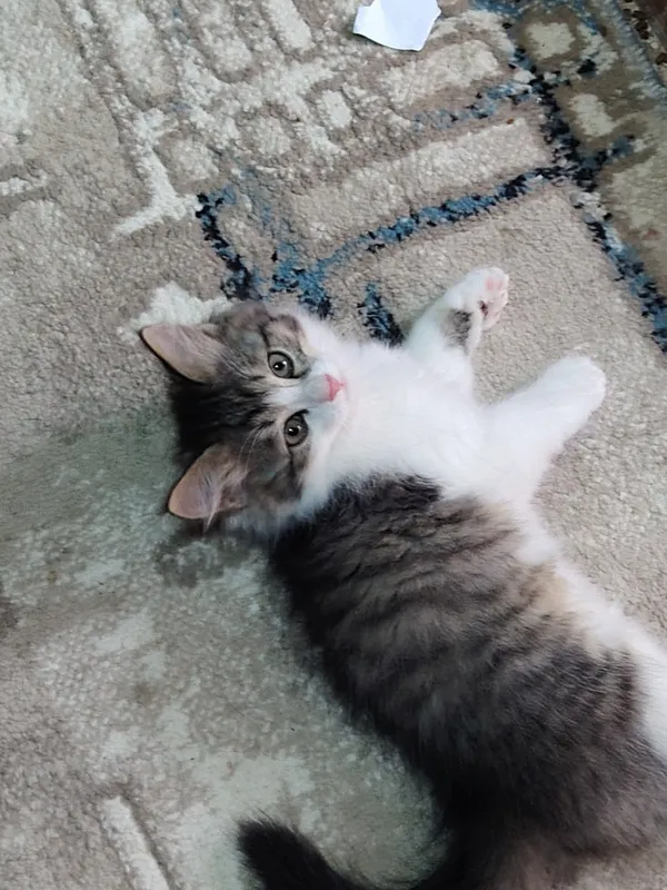 Котята в подарок 2 Котята в подарок 2