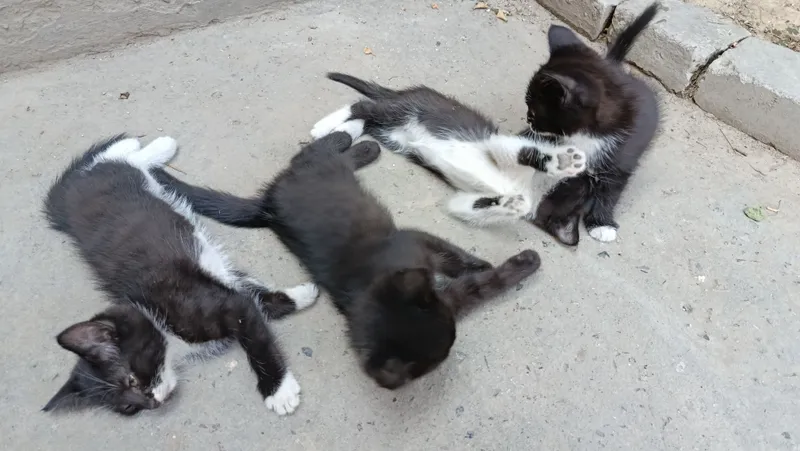 Отдам в хорошие руки Котята 4 шт 3 Отдам в хорошие руки Котята 4 шт 3