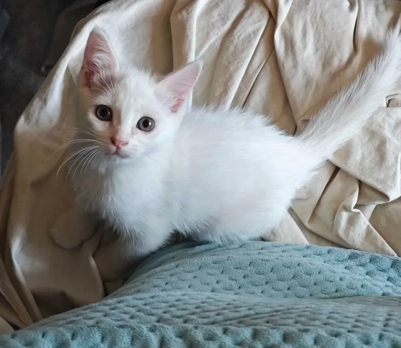 Белого котёнка в добрые руки! 5