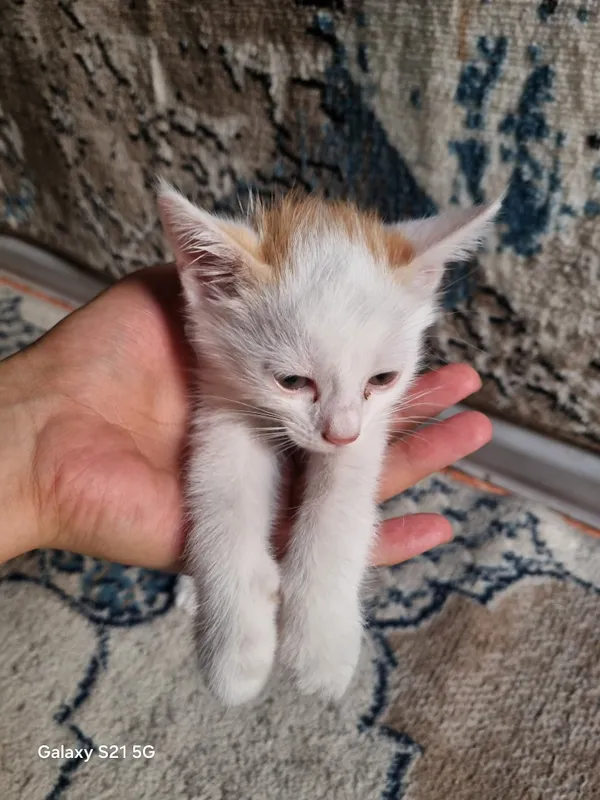 Котята 5 Котята 5