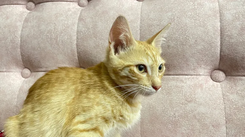 Котята в хорошие руки 3