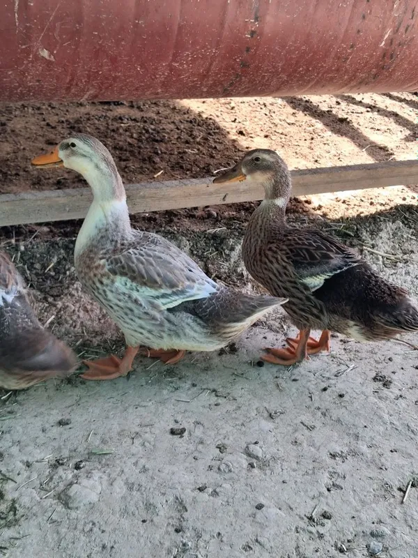 Urdaklar sotiladi 2 Urdaklar sotiladi 2