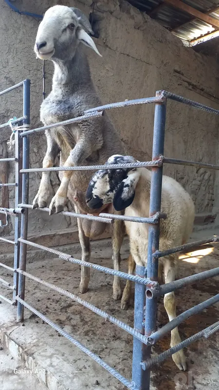 Qo'chqorlarni zo'ri sotiladi 3 Qo'chqorlarni zo'ri sotiladi 3