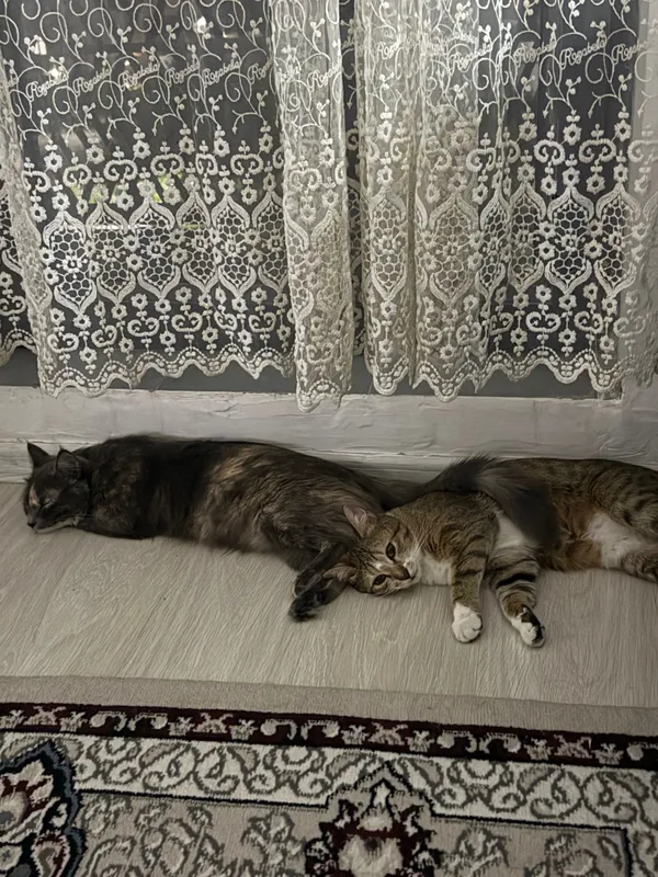 Кошка в хорошие руки 6