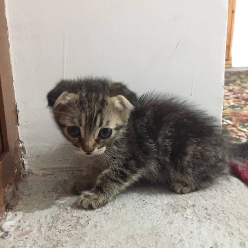 U ozini erining koz ongida dugonasiga berdi