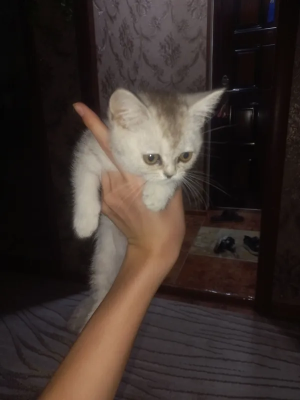 продаю пародистых котят 3
