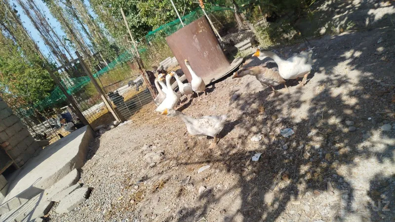 Срочно продаются 9 гусей 2 Срочно продаются 9 гусей 2