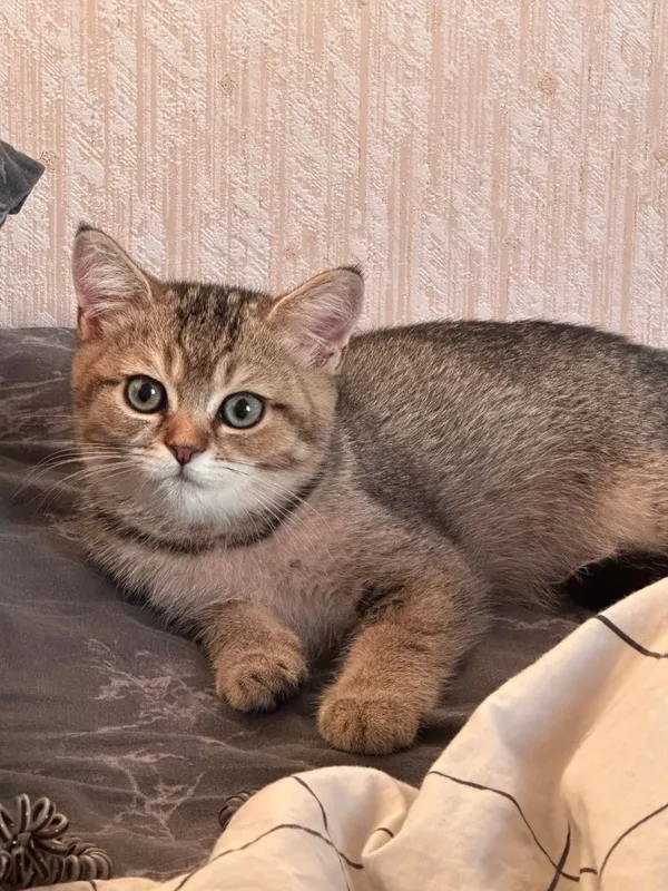 Золотая шиншилла мальчик 1