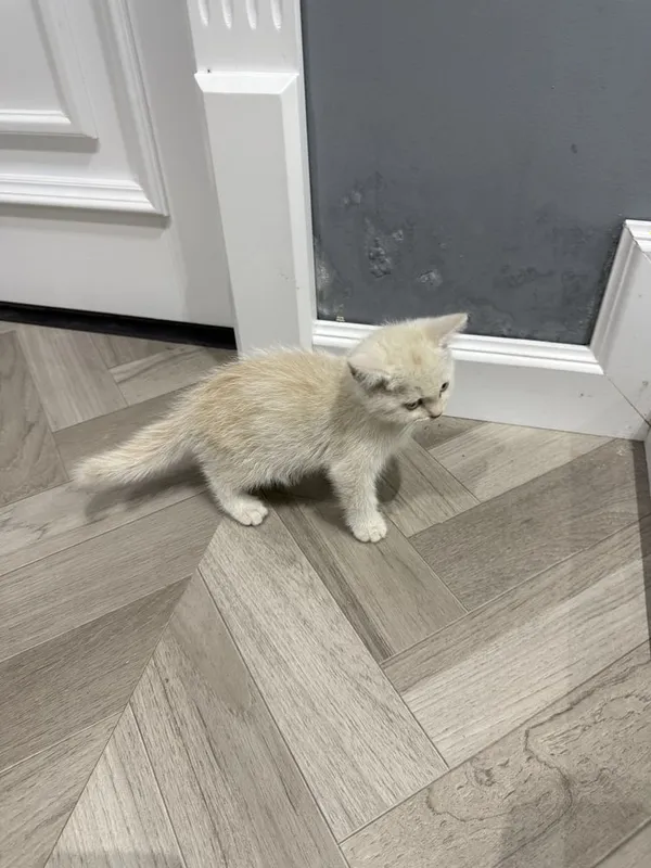 Котята золотые шиншилы 6 Котята золотые шиншилы 6
