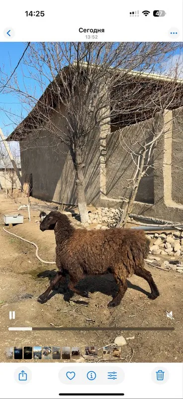 Bugoz soyluq sotiladi yosh sovluqlar