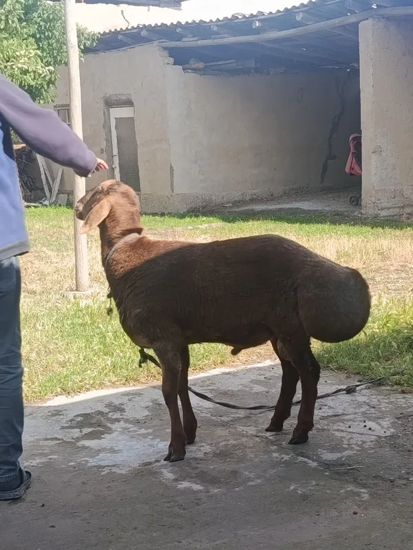 Qoʻchqor qurbonlikka