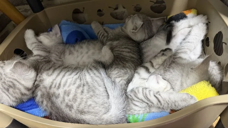 Котята к песку приучены 3 Котята к песку приучены 3