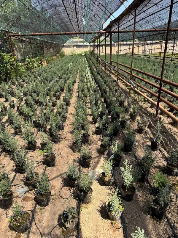 fransuzkiy lavanda Holati ideal 1 fransuzkiy lavanda Holati ideal 1