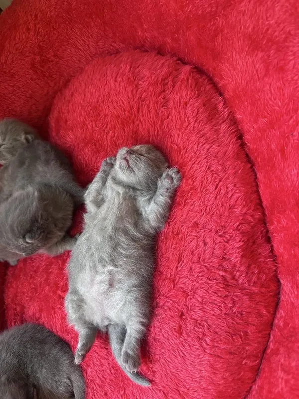 Продаются котята ( British shorthair) 3