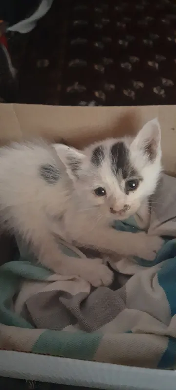 катенок 2 катенок 2