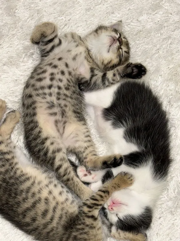 Отдам в хорошие ручки котят/4 кошки — фото 4