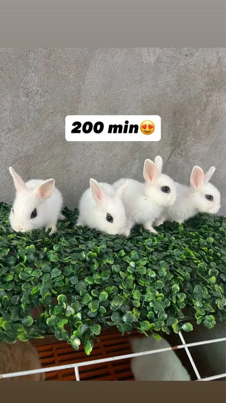 Trenddagi quyonla bor Karliki, mini lops, niderlandskiy uyda boqiladi 4