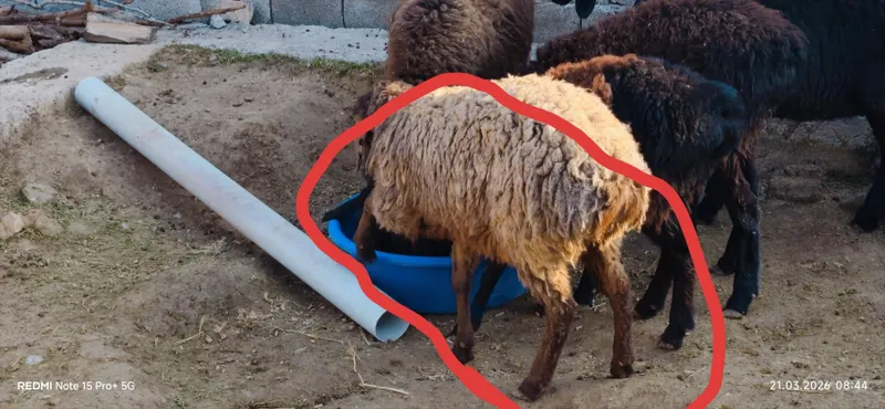 10 11 oylik solu la qochqor bilan yurgan