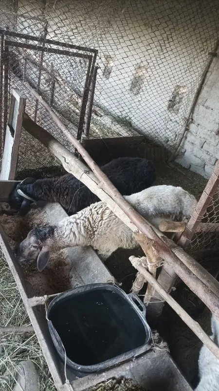 Qoʻzila sotiladi 3 Qoʻzila sotiladi 3