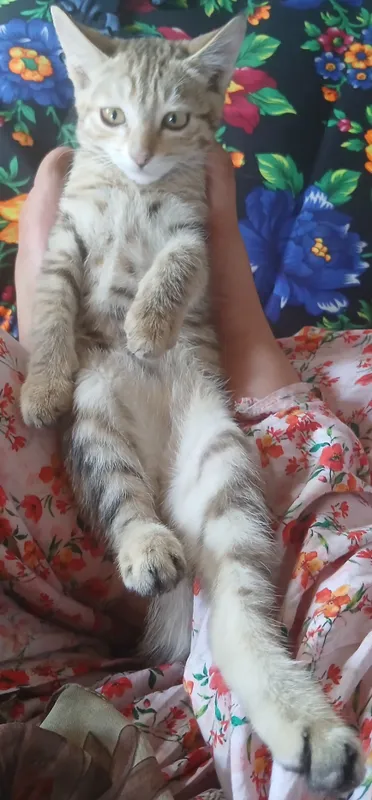 Котята 4-месячные. Отдаются в хорошие семьи. 4 Котята 4-месячные. Отдаются в хорошие семьи. 4