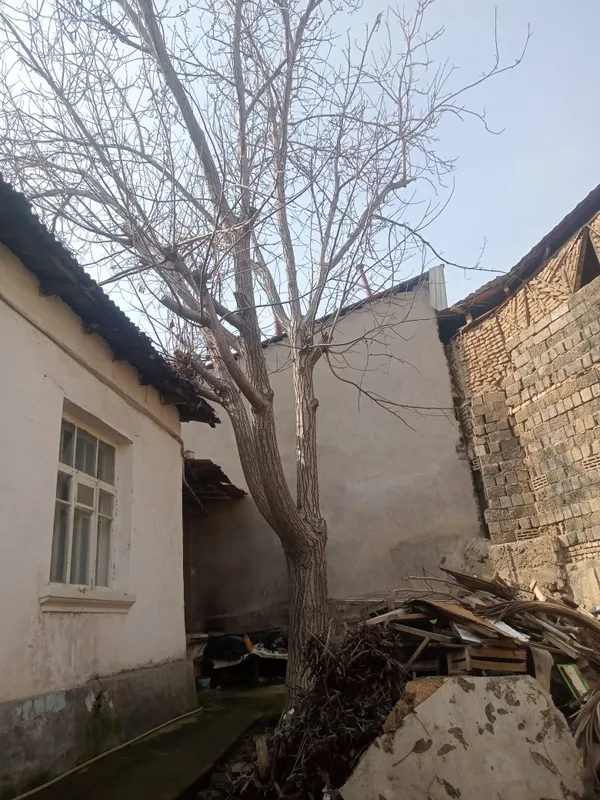 продам дерево орех срочно 1 продам дерево орех срочно 1