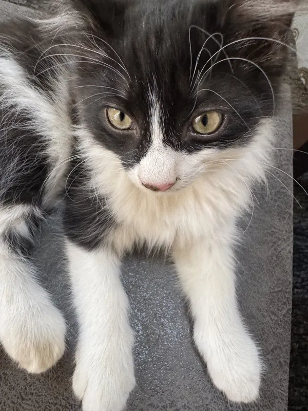 Котята, котенок, кошка. Мушук боласи́, мушукчалар.