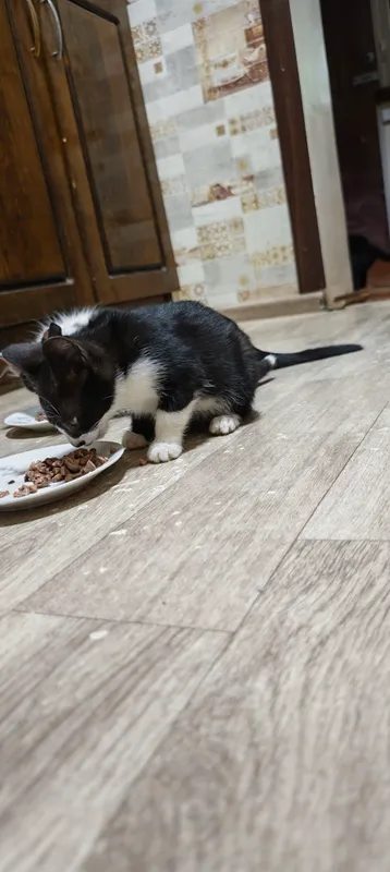 котята 1 котята 1
