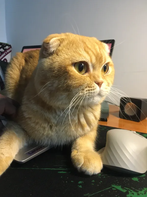 vyazka Scottish fold shinshilla