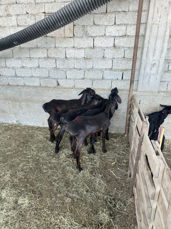 Куй кузи кучкорла сотилади 5 Куй кузи кучкорла сотилади 5