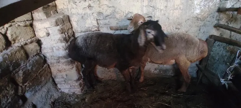 Кучкор сотилади! — фото 1