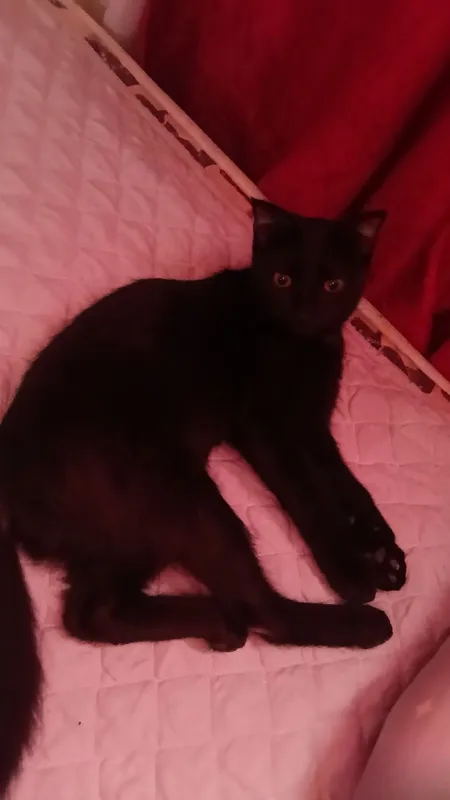Отдам котика, 6 месяцев. Очень ласковый. Отдам котика, 6 месяцев. Очень ласковый.